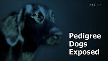 Pedigree Dogs Exposed.jpg