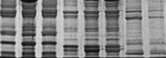 SDS protein gel images of sphinx moth caterpillars. It can be used in a similar way to DNA fingerprinting SphinxGels.png