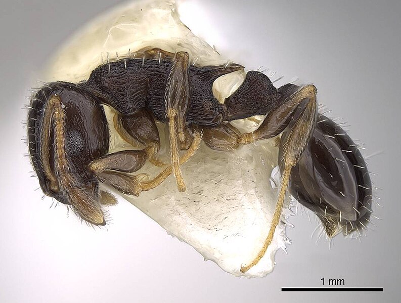 File:Temnothorax Longispinosus Closeup.jpeg