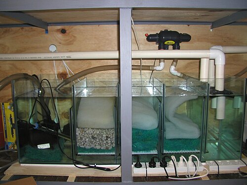 A newly set up baffle filter, under a large volume cichlid aquarium Baffle filter.JPG