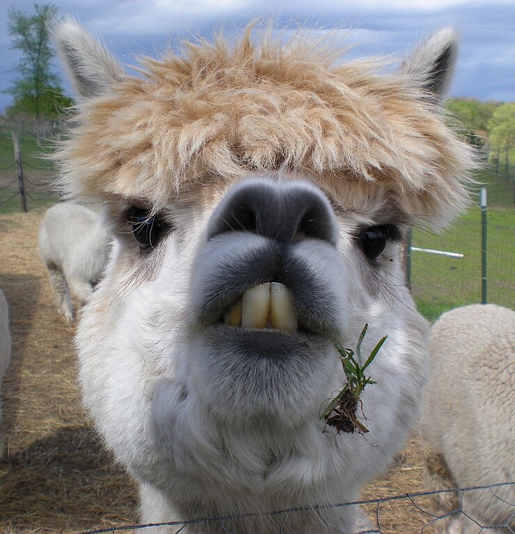 Alpaca - Wikipedia