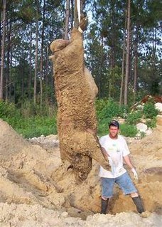 Hogzilla Giant pig killed in 2004