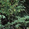 A thin, stick-like plant with green, oval leaves.