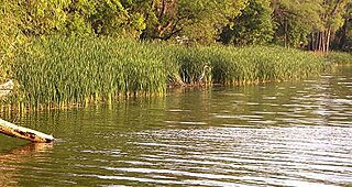 <span class="mw-page-title-main">Lake Langdon</span> Lake in the state of Minnesota, United States