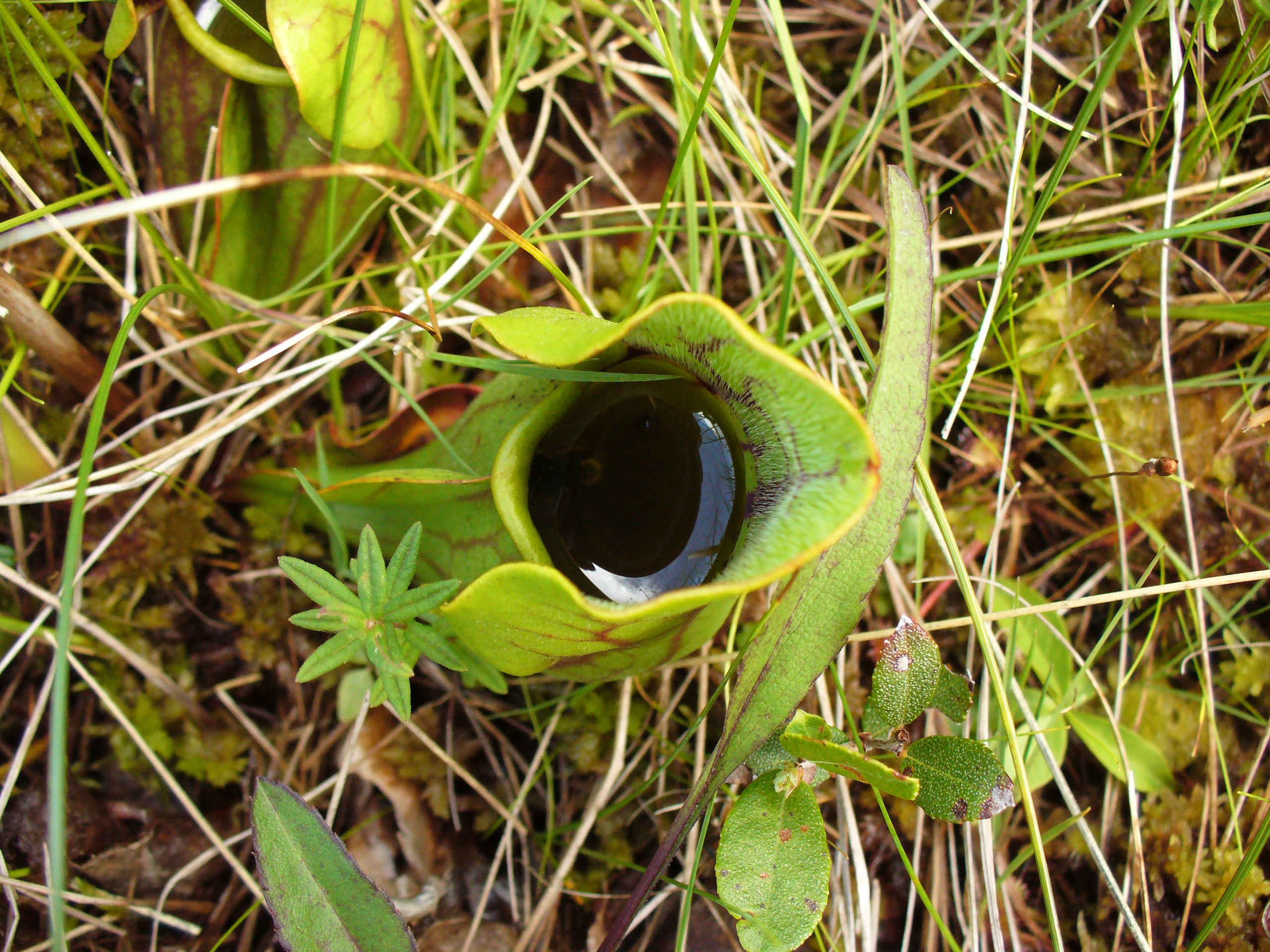 https://upload.wikimedia.org/wikipedia/en/thumb/3/36/Pitcher_plant_inside.JPG/2560px-Pitcher_plant_inside.JPG