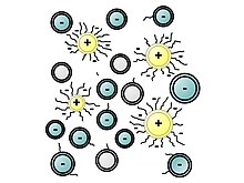 Polycarboxylate superplasticizer stabilizing a colloidal suspension through steric interactions thanks to its lateral chains. Note: the PCE molecules are adsorbed onto positively-charged cement particles (tricalcium aluminate (
.mw-parser-output .template-chem2-su{display:inline-block;font-size:80%;line-height:1;vertical-align:-0.35em}.mw-parser-output .template-chem2-su>span{display:block;text-align:left}.mw-parser-output sub.template-chem2-sub{font-size:80%;vertical-align:-0.35em}.mw-parser-output sup.template-chem2-sup{font-size:80%;vertical-align:0.65em}
C3A) mineral phase). Suspension PCE.jpg