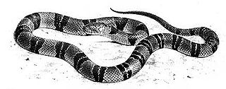 Boulengerina Genus of snakes