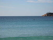 Dolphins swimming in Wineglass Bay.[5]