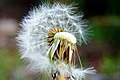 A half seeded dandelion clock