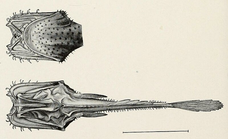 File:Thaumatichthys1 cropped.JPG