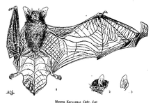 Zeichnung einer Fledermaus von unten gesehen mit gefaltetem rechten Flügel. Kopf und Ohr sind getrennt dargestellt.