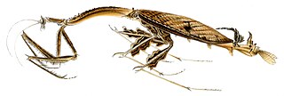 <i>Toxodera</i> Genus of praying mantises