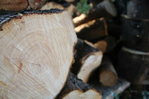 Freshly cut logs showing sap running from beneath bark