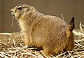 Prairie Dog