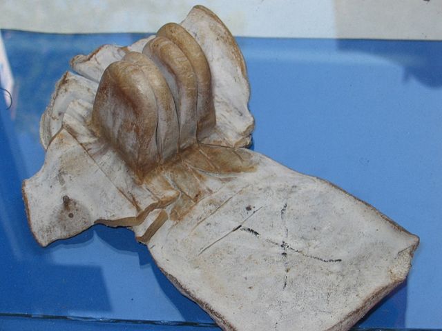 Leather moulded into shape for the head-tefillin