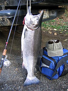 Freshly caught coho