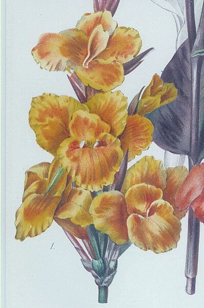 File:Canna Roma RevueHorticule 1898.jpg