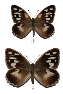 <i>Chazara prieuri</i> Species of butterfly