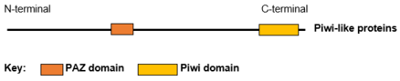 All human Piwi proteins and argonaute proteins have the same RNA binding domains, PAZ and Piwi. Piwi.PNG