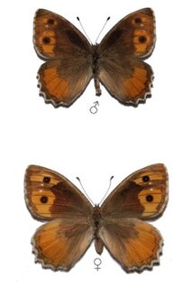 <i>Pseudochazara mamurra</i> Species of butterfly