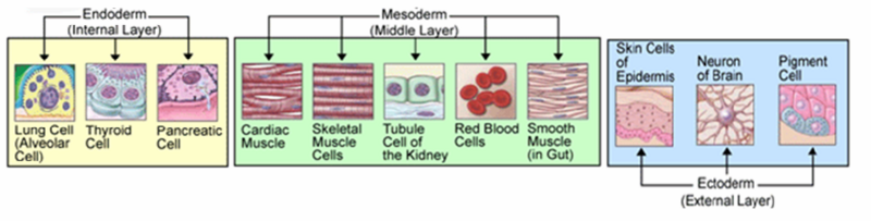 File:Germ layers.png