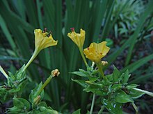 Mirabilis jalapa yellow.jpg