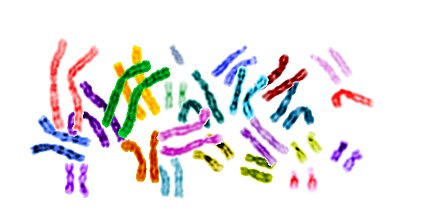 Spectral human karyotype