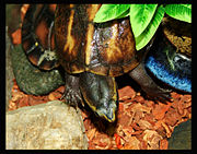 Striped mud turtle, Kinosternon baurii