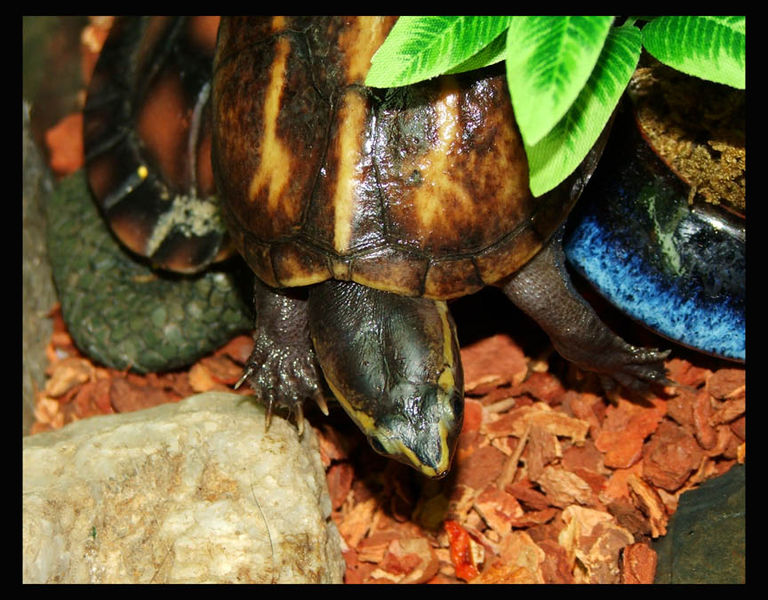 File:Striped mud turtle (Kinosternon baurii).jpg