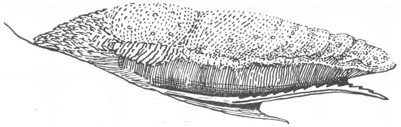 File:Lemur catta tongue and sublingua - Jones 1918.jpg