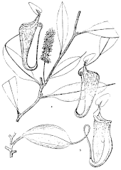 The type material of N. fusca (Endert 3955) bears pitchers that appear to be intermediate between typical lower and upper forms Nepenthes fusca.gif