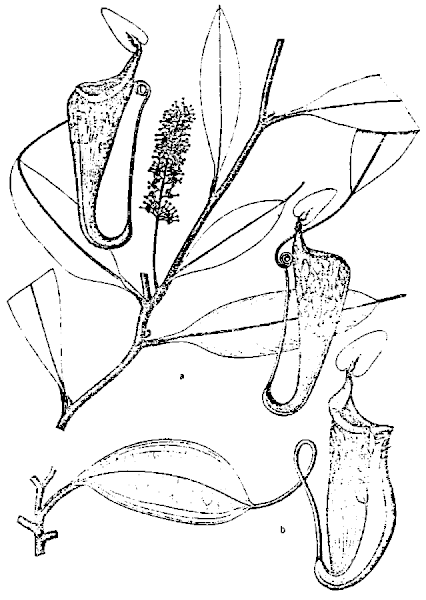 File:Nepenthes fusca.gif