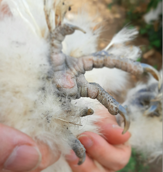 File:Polydactyly in the Silkie.png