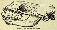 The skull of the leopard seal Leopardsealskull.jpg