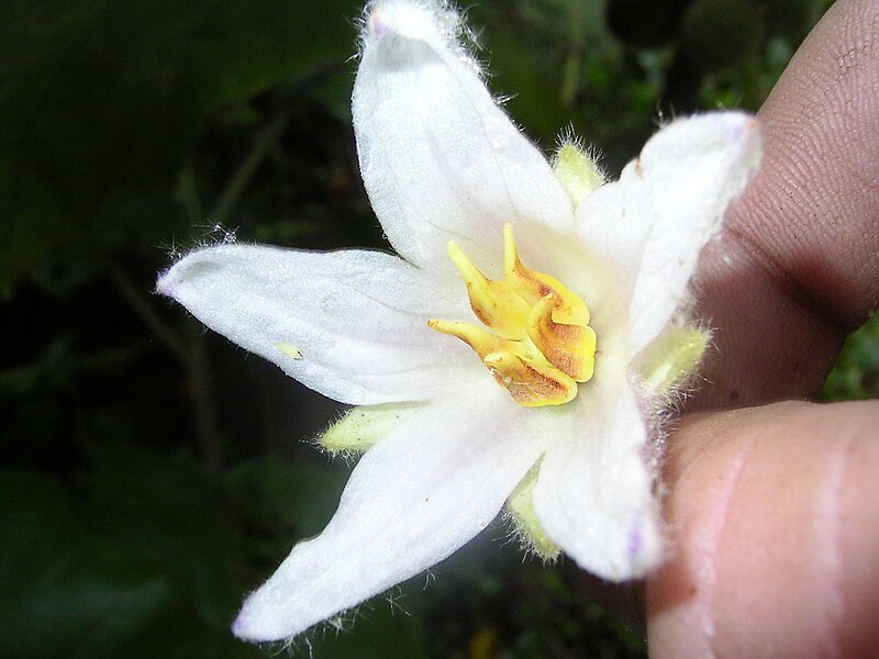 File:Solanum quitoense flower 5.jpg