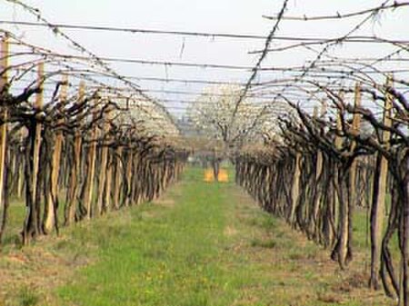 Colognola vigne