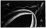 Thumbnail for Dolphins (M. C. Escher)