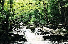 Figure 1. A riparian forest in the White Mountains, New Hampshire (USA). Ecoecolfigure1.jpg