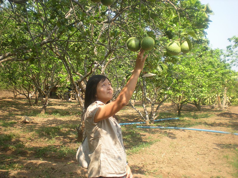 File:Mawlamyine pomelo.JPG