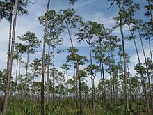 The park protects the last stands of pine rockland in Florida. Everglades Pinelands.jpg