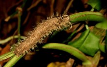 Metanastria hyrtaca Raupe in Sri Lanka.jpg