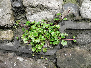 <i>Cymbalaria muralis</i> Species of flowering plant in the family Plantaginaceae