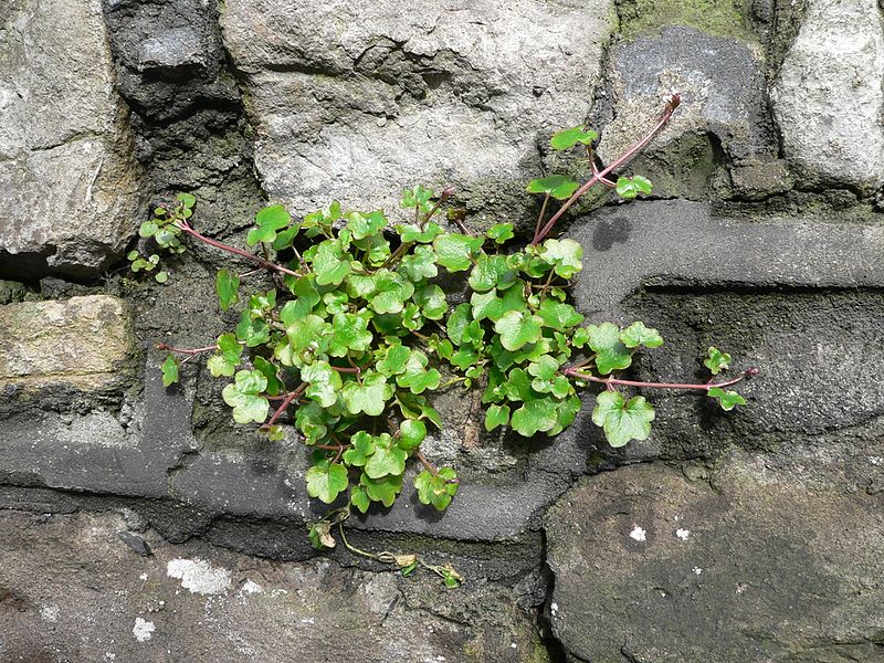 File:Ivy-leaved Toadflax.JPG