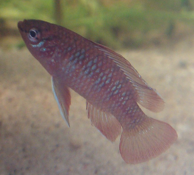 File:Scarlet badis male 1.jpg