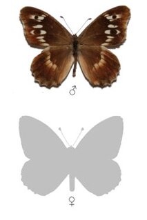 <i>Chazara eitschbergeri</i> Species of butterfly