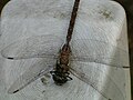 Dragonfly from Lower Silesia (Poland) - bottom