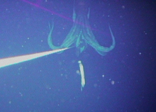 One of the series of images of a live giant squid taken by Kubodera and Mori in 2004 Giantsquidphoto2.png