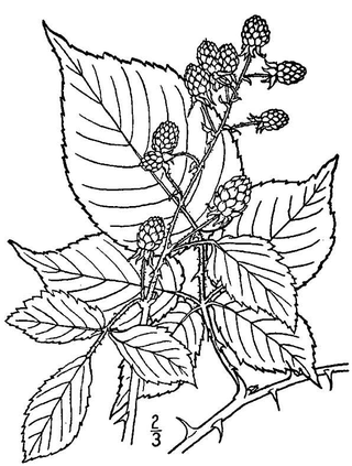 <i>Rubus allegheniensis</i> Berry and plant