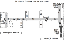 SRP RNA features and nomenclature. The human SRP RNA secondary structure is outlined in light gray, and the 5'- and 3'-ends are indicated. Conserved motifs are shown in dark gray. Helices are numbered from 1 to 12, helical sections are designated by lower case letters, and helix insertions by dotted numbers. Tertiary interactions between the apical loops of helices 3 and 4, and between helices 6 and 8 are indicated dotted lines. SRPRNANomenclature.png
