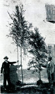 Arturo Ansaloni dengan kultivar Ulmus pumila 'Ansaloni'.jpg
